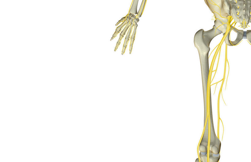 神经,动脉,静脉,骨骼,骨盆,无人,横图,室内,特写,白天,白色背景,正面,数码,科技,静物,阴影,局部,网络,医学,骨头,高光,几何,计算机图形,合成,模型,人体,部分,电脑合成图,数码合成图,骨架,生物学,生理学,写实,具体,具象,髌骨,骶骨,股骨,髋骨,腕骨,尾骨,掌骨,指骨,胯骨,股神经,半身,彩图