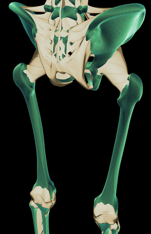 动脉,静脉,骨骼,无人,竖图,插画,室内,特写,白天,正面,数码,科技,静物,阴影,黑色背景,局部,网络,医学,骨头,光芒,高光,几何,计算机图形,合成,图画,画,模型,人体,部分,电脑合成图,数码合成图,骨架,生物学,漫画,生理学,写实,具体,具象,骶骨,股骨,髋骨,尾骨,半身,彩图