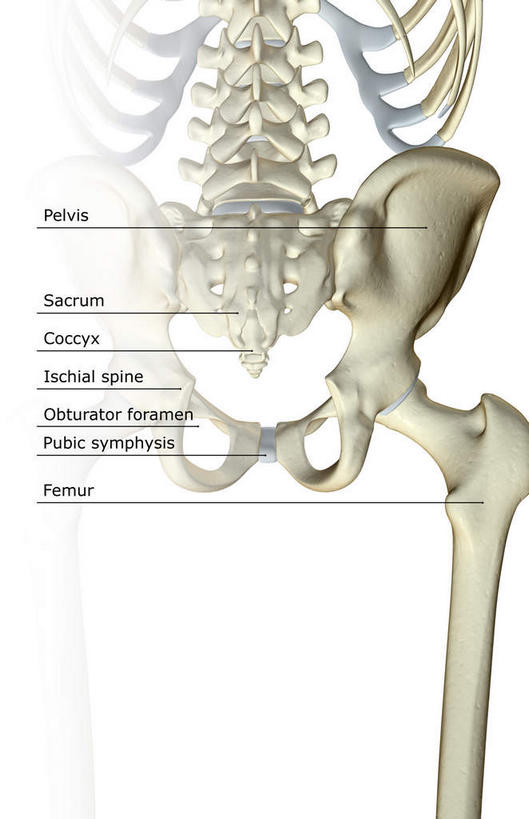 动脉,静脉,骨骼,无人,竖图,插画,室内,特写,白天,白色背景,正面,数码,科技,静物,阴影,局部,网络,医学,英文,标志,文字,字符,字母,骨头,高光,几何,计算机图形,合成,图画,标识,画,模型,人体,英文字母,部分,电脑合成图,数码合成图,骨架,生物学,漫画,生理学,写实,具体,具象,骶骨,股骨,髋骨,尾骨,腰骨,半身,彩图
