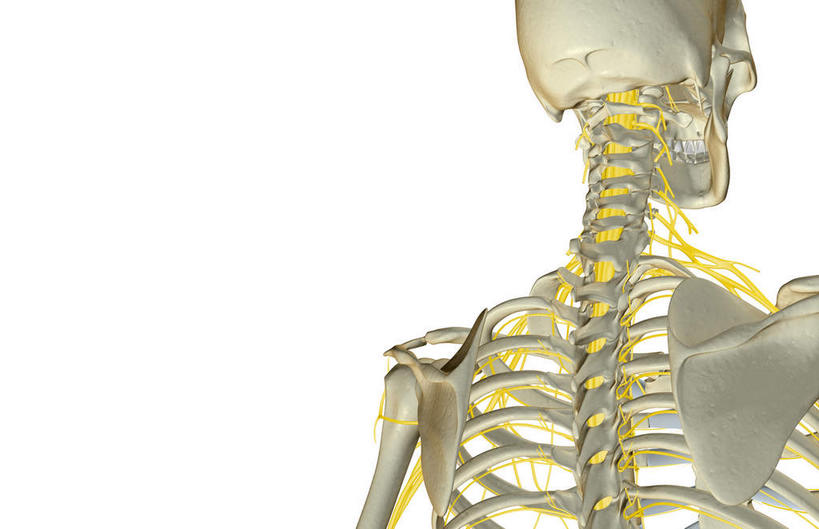 神经,动脉,静脉,骨骼,肋骨,无人,横图,插画,室内,特写,白天,白色背景,正面,数码,科技,静物,阴影,局部,网络,医学,骨头,高光,几何,计算机图形,合成,图画,画,模型,人体,部分,电脑合成图,数码合成图,骨架,生物学,漫画,生理学,写实,具体,具象,顶骨,颈椎,腰骨,颈神经,下颌骨,肋软骨,颈丛,臂丛神经,半身,彩图