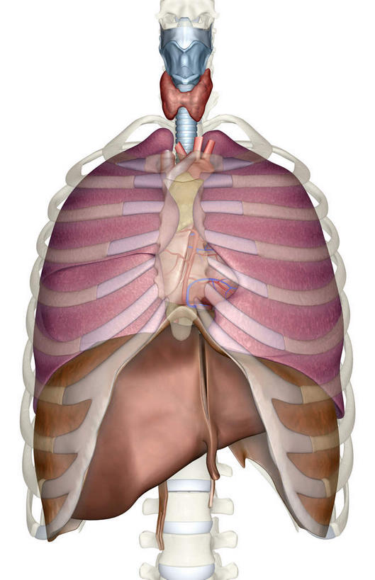 内脏,肺,动脉,静脉,骨骼,胸骨,肋骨,无人,竖图,插画,室内,特写,白天,白色背景,正面,数码,科技,静物,阴影,网络,医学,骨头,高光,几何,计算机图形,合成,图画,画,模型,人体,电脑合成图,数码合成图,骨架,生物学,器官,漫画,呼吸道,生理学,写实,具体,具象,隔膜,喉,甲状腺,呼吸系统,肋软骨,肺部,肺脏,彩图