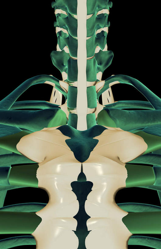 动脉,静脉,骨骼,肋骨,无人,竖图,插画,室内,特写,白天,正面,数码,科技,静物,阴影,黑色背景,局部,网络,医学,骨头,光芒,高光,几何,计算机图形,合成,图画,画,模型,人体,部分,电脑合成图,数码合成图,骨架,生物学,韧带,漫画,生理学,写实,具体,具象,颈椎,胸椎,肋软骨,半身,彩图,前纵韧带