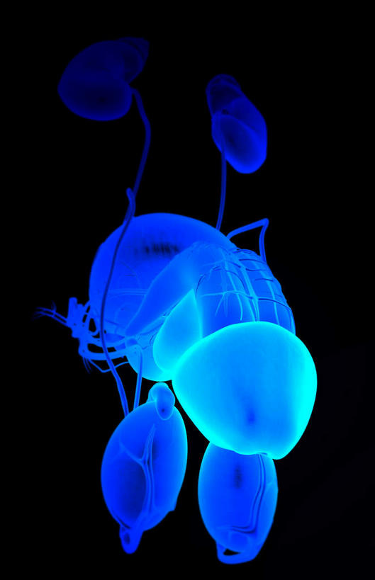 内脏,动脉,静脉,阴茎,无人,竖图,插画,室内,特写,白天,正面,数码,科技,静物,阴影,黑色背景,网络,医学,高光,几何,计算机图形,合成,图画,画,红色,模型,人体,电脑合成图,数码合成图,生物学,人体器官,器官,漫画,输尿管,生理学,写实,具体,具象,彩图,生殖器官