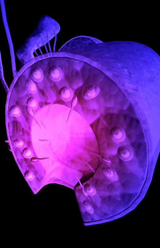 内脏,动脉,静脉,睾丸,竖图,插画,室内,特写,白天,正面,数码,科技,静物,阴影,局部,网络,医学,高光,几何,计算机图形,合成,图画,画,模型,人体,电脑合成图,数码合成图,生物学,人体器官,器官,漫画,生理学,写实,具体,具象,半身,彩图