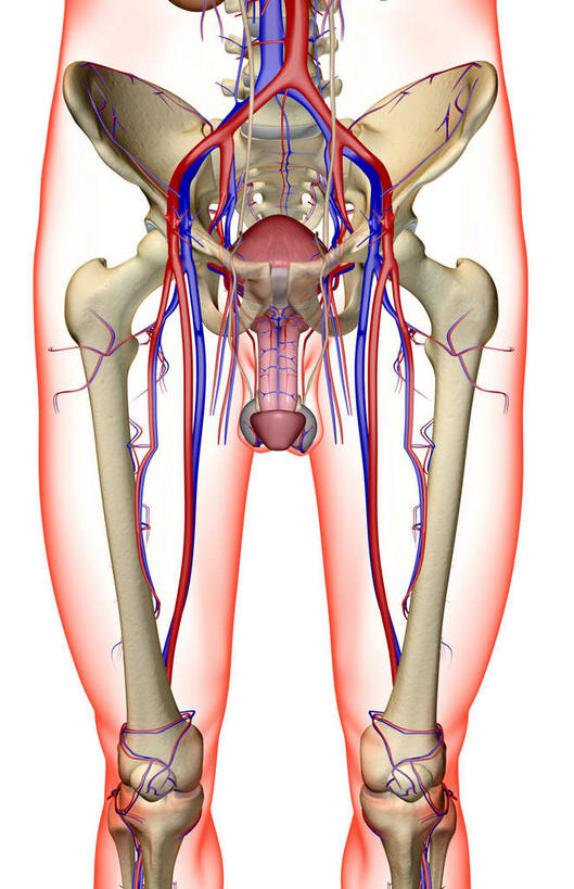 内脏,动脉,静脉,无人,竖图,插画,x光片,室内,特写,白天,白色背景,正面,数码,科技,静物,阴影,辐射,科学,网络,医学,高光,几何,计算机图形,合成,图画,画,红色,模型,人体,电脑合成图,数码合成图,医疗,生物学,人体器官,科学技术,x射线,器官,x光,漫画,生理学,写实,具体,具象,髂动脉,髂静脉,髂内动脉,髂内静脉,髂外动脉,髂外静脉,男性生殖器官,彩图,电磁波,电磁辐射
