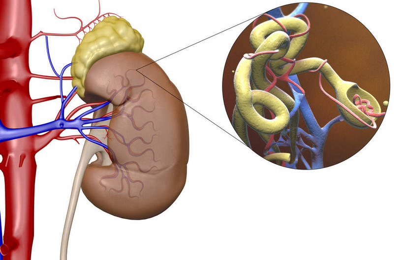 内脏,肾脏,动脉,静脉,无人,横图,插画,室内,特写,白天,白色背景,正面,数码,科技,静物,阴影,网络,医学,高光,几何,计算机图形,合成,图画,画,红色,模型,人体,电脑合成图,数码合成图,生物学,人体器官,器官,漫画,输尿管,生理学,写实,具体,具象,肾上腺,肾动脉,肾静脉,下腔静脉,降主动脉,彩图,肾小球