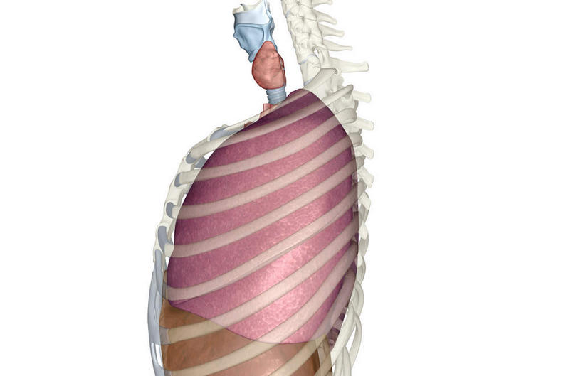 内脏,肺,肝脏,动脉,静脉,无人,横图,插画,室内,特写,白天,白色背景,正面,数码,科技,静物,阴影,网络,医学,高光,几何,计算机图形,合成,图画,画,红色,模型,人体,电脑合成图,数码合成图,生物学,人体器官,器官,漫画,生理学,写实,具体,具象,甲状腺,膈肌,肺部,肺脏,肝,彩图