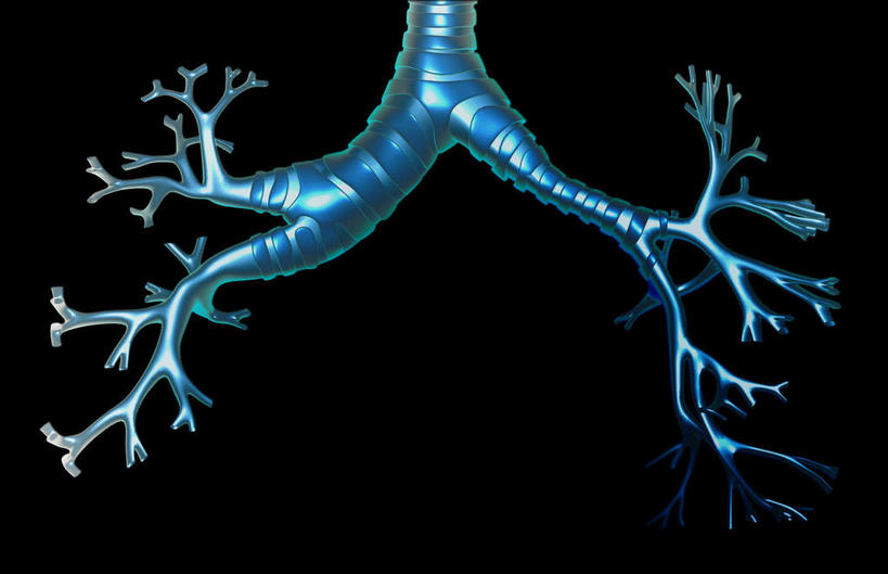 内脏,气管,动脉,静脉,无人,横图,插画,室内,特写,白天,正面,数码,科技,静物,阴影,黑色背景,网络,医学,高光,几何,计算机图形,合成,图画,画,红色,模型,人体,电脑合成图,数码合成图,生物学,人体器官,器官,漫画,支气管,生理学,写实,具体,具象,彩图