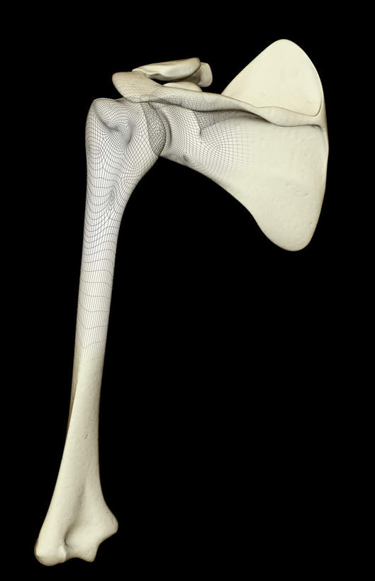 肩胛骨,动脉,静脉,骨骼,无人,竖图,插画,室内,特写,白天,正面,数码,科技,静物,阴影,黑色背景,局部,网络,医学,骨头,高光,几何,计算机图形,合成,图画,画,模型,人体,电脑合成图,数码合成图,骨架,生物学,漫画,生理学,写实,具体,具象,肱骨,半身,彩图