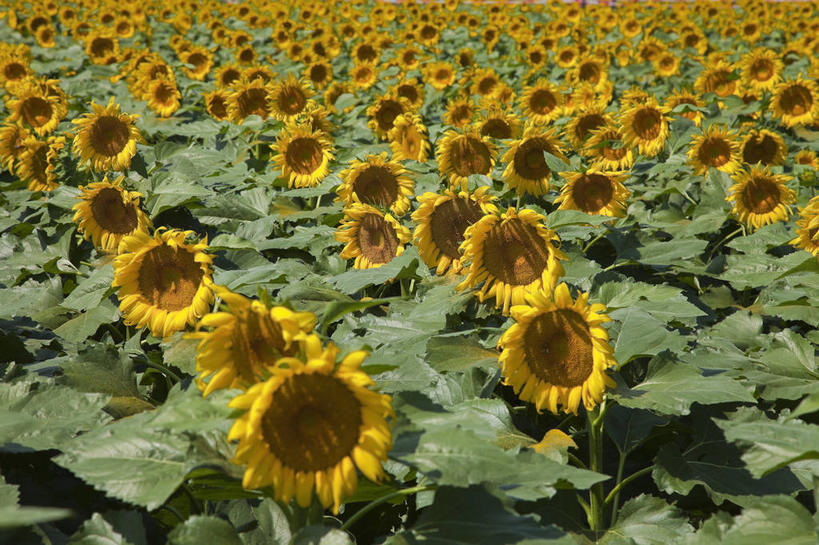 无人,农田,横图,俯视,室内,特写,白天,爱情,旅游,度假,幸福,庄稼,农作物,花海,花圃,美景,太阳,植物,向日葵,叶子,北京,中国,亚洲,一排,许多,阴影,整齐,盛开,光线,影子,景观,绿叶,首都,很多,花蕾,娱乐,花,花瓣,花朵,花卉,鲜花,排列,黄色,绿色,阳光,自然,花丛,花束,花田,花苞,花蕊,享受,休闲,嫩叶,景色,放松,生长,成长,队列,自然风光,光辉,东亚,沉默,忠诚,中华人民共和国,北京市,京,北平,华北地区,勇敢,投缘,爱慕,房山区,高傲,朝阳花,葵花,望日莲,向阳花,转日莲,叶,叶片,彩图,高角度拍摄,耕地,庄稼田,房山