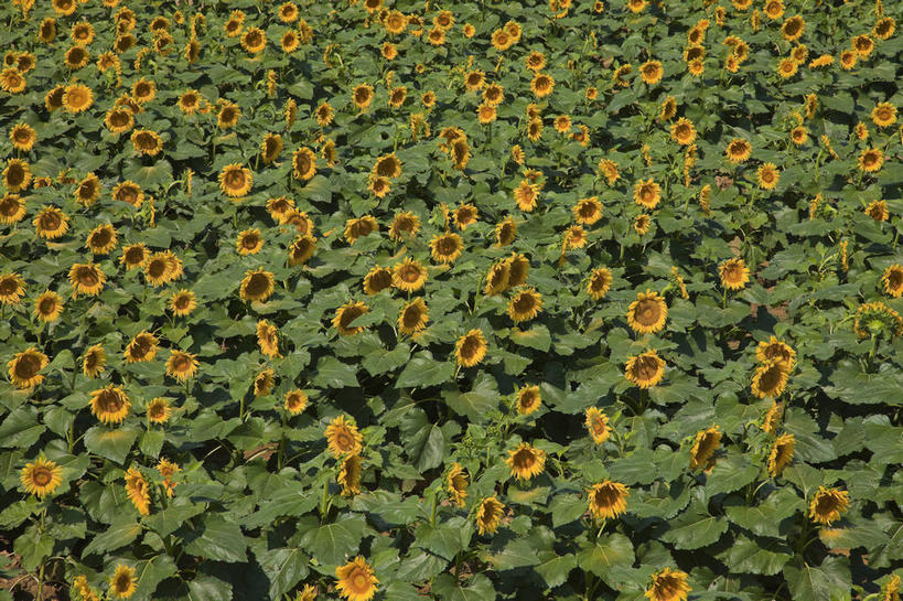 无人,农田,横图,俯视,室外,白天,爱情,旅游,度假,幸福,庄稼,农作物,美景,太阳,向日葵,叶子,北京,中国,亚洲,一排,许多,阴影,整齐,盛开,光线,影子,景观,绿叶,首都,很多,花蕾,娱乐,花,花瓣,花朵,鲜花,排列,黄色,阳光,自然,花苞,花蕊,享受,休闲,嫩叶,景色,放松,队列,自然风光,光辉,东亚,沉默,忠诚,中华人民共和国,北京市,京,北平,华北地区,勇敢,投缘,爱慕,房山区,高傲,朝阳花,葵花,望日莲,向阳花,转日莲,叶,叶片,彩图,高角度拍摄,耕地,庄稼田,房山