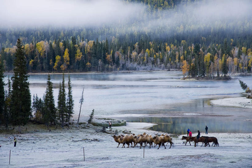无人,走,横图,俯视,室外,白天,旅游,度假,湖,湖泊,美景,树林,水,植物,雾,松树,牛,中国,亚洲,一群,许多,阴影,朦胧,模糊,光线,影子,湖面,景观,水流,水面,很多,娱乐,树,树木,绿色,阳光,自然,动物,湖水,享受,休闲,家畜,景色,放松,牲畜,生长,成长,迷雾,自然风光,杉树,坚定,东亚,新疆,阿勒泰地区,布尔津县,伊犁,中华人民共和国,长寿,贞洁,新疆维吾尔自治区,西北地区,阿勒泰,阿勒泰市,伊犁哈萨克自治州,大雾,步行,散步,走路,彩图,高角度拍摄,全身,布尔津,哈巴河,哈巴河县,喀纳斯综合自然景观保护区,新