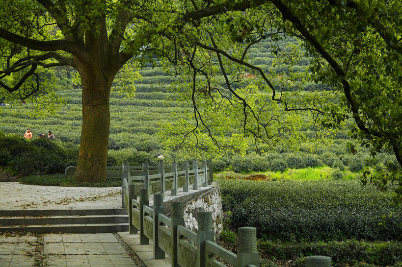 无人,栏杆,横图,室外,白天,正面,旅游,度假,幸福,美景,树林,植物,茶,楼梯,道路,路,中国,亚洲,许多,阴影,光线,扶手,影子,阶梯,景观,小路,茶叶,交通,很多,娱乐,茶园,浙江,护栏,石板路,台阶,树,树木,浙江省,绿色,阳光,自然,享受,休闲,温馨,景色,放松,乐趣,生长,成长,杭州,提神,舒适,自然风光,醒脑,茶场,东亚,杭州市,中华人民共和国,华东地区,省会,浙,西湖区,彩图,梅家坞村