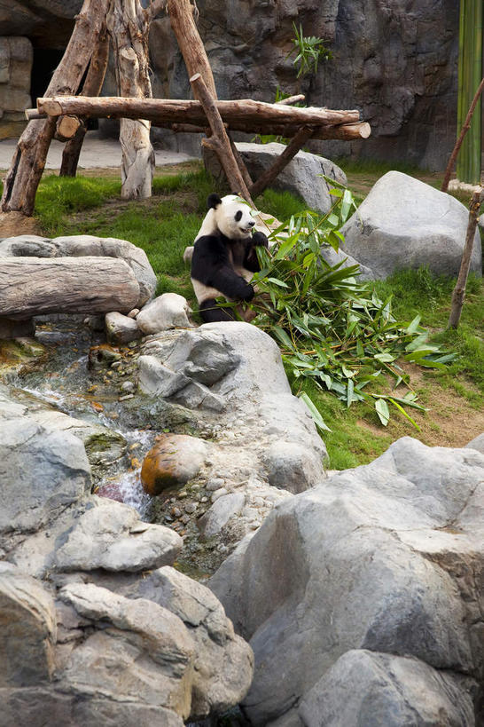 无人,坐,竖图,俯视,室外,白天,度假,草地,草坪,石头,美景,植物,城市风光,城市,野生动物,熊猫,香港,中国,亚洲,石子,景观,注视,娱乐,草,绿色,动物,观察,看,享受,休闲,景色,放松,可爱,活泼,观看,港,察看,关注,大熊猫,东亚,香港岛,香港特别行政区,港澳台,中华人民共和国,猫熊,港岛,石块,岩石,坐着,彩图,高角度拍摄,全身,黄竹坑,香港海洋公园