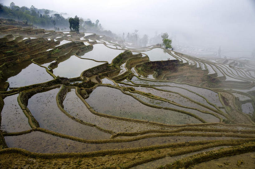 无人,农田,横图,俯视,室外,白天,旅游,度假,农业,庄稼,梯田,农作物,美景,树林,水,植物,雾,中国,亚洲,朦胧,模糊,曲折,弯曲,液体,稻田,景观,水滴,娱乐,云南,树,树木,绿色,自然,享受,休闲,景色,放松,蜿蜒,生长,成长,迷雾,自然风光,东亚,元阳,云南省,中华人民共和国,西南地区,滇,红河,红河州,红河哈尼族彝族自治州,哀牢山,元阳梯田,元阳县,大雾,彩图,高角度拍摄,耕地,庄稼田,元阳哈尼族梯田