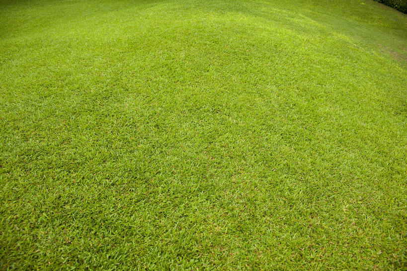 无人,横图,俯视,室外,特写,白天,广角镜头,鱼眼镜头,草地,草坪,美景,植物,新鲜,景观,草,绿色,自然,景色,青春,生命,自然风光,和平,安详,冷色,彩图,高角度拍摄