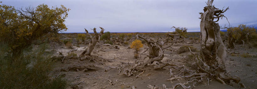 无人,横图,室外,白天,正面,旅游,度假,美景,沙漠,植物,中国,亚洲,景观,乌云,云,阴天,云朵,树桩,云彩,娱乐,树,树干,树木,绿色,天空,自然,天,享受,休闲,木桩,景色,放松,生长,成长,杨树,昏暗,阴沉,自然风光,东亚,新疆,胡杨,轮台县,中华人民共和国,新疆维吾尔自治区,西北地区,巴音郭楞,巴音郭楞蒙古自治州,大漠,砂漠,彩图,新