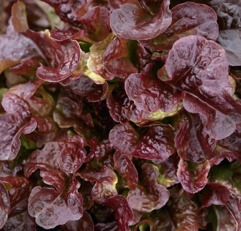 无人,横图,俯视,室外,特写,白天,蔬菜,叶子,新鲜,莴苣,莴笋,食品,绿叶,食物,红色,嫩叶,有机食品,绿色食品,香笋,千金菜,叶,叶片,彩图,高角度拍摄