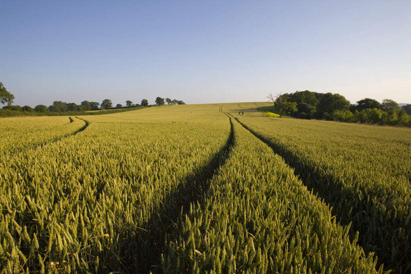 无人,农田,横图,室外,白天,正面,旅游,度假,庄稼,农作物,美景,植物,英国,欧洲,阴影,光线,影子,景观,娱乐,英格兰,树,树木,蓝色,绿色,蓝天,天空,阳光,自然,天,享受,休闲,景色,放松,生长,晴朗,成长,西欧,自然风光,大不列颠,大不列颠及北爱尔兰联合王国,万里无云,大不列颠联合王国,日不落英帝国,英吉利,萨默塞特郡,萨默塞特,晴空,晴空万里,彩图,耕地,庄稼田