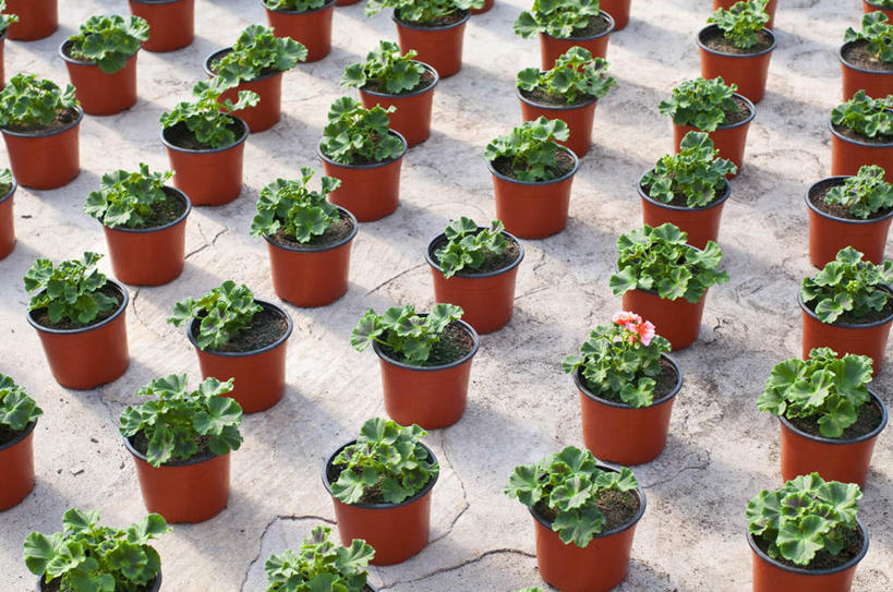 无人,横图,俯视,室外,特写,白天,旅游,度假,美景,植物,西班牙,欧洲,一排,许多,阴影,整齐,光线,盆栽,影子,景观,盆景,娱乐,排列,绿色,阳光,自然,享受,休闲,景色,放松,生长,成长,队列,南欧,自然风光,西班牙王国,阿利坎特,阿利坎特省,彩图,高角度拍摄