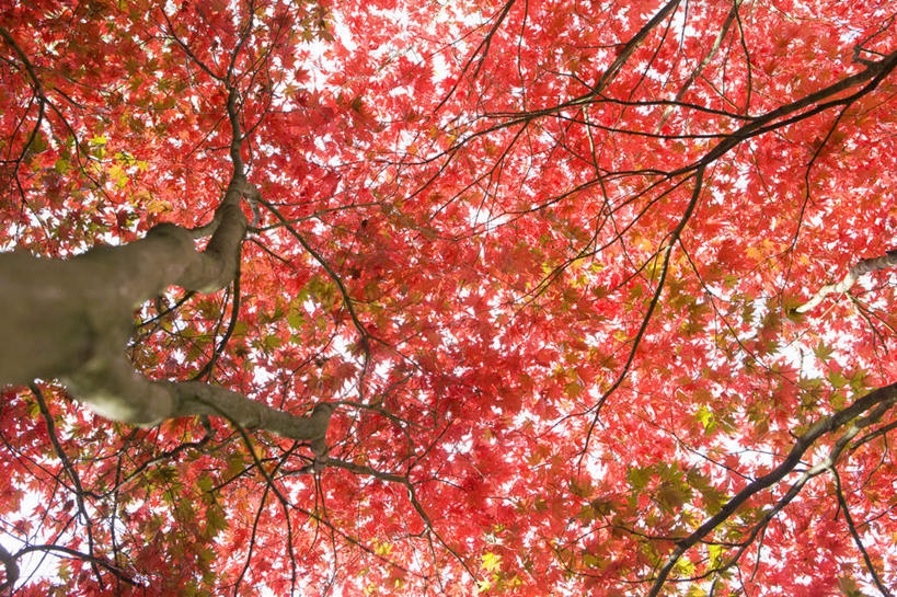 无人,横图,室外,白天,仰视,旅游,度假,美景,植物,叶子,英国,欧洲,阴影,光线,影子,景观,枯叶,落叶,枝条,娱乐,英格兰,树,树木,树枝,红色,绿色,阳光,自然,享受,休闲,景色,放松,生长,成长,西欧,自然风光,大不列颠,大不列颠及北爱尔兰联合王国,大不列颠联合王国,日不落英帝国,英吉利,虬枝,枝杈,萨默塞特郡,萨默塞特,叶,叶片,彩图,低角度拍摄