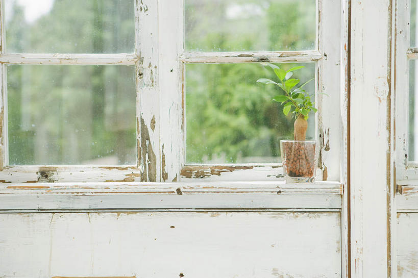 无人,横图,室内,白天,正面,植物,窗户,阴影,朦胧,模糊,光线,盆栽,影子,墙,盆景,玻璃窗,窗台,墙壁,墙面,树,树木,绿色,阳光,自然,生长,成长,一盆,彩图