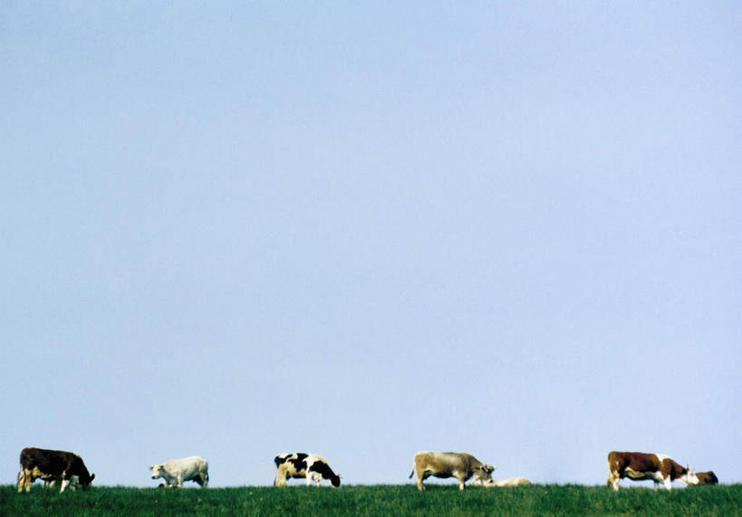 无人,站,横图,室外,白天,侧面,旅游,度假,草地,草坪,美景,植物,牛,一排,阴影,整齐,光线,影子,景观,娱乐,草,排列,蓝色,绿色,蓝天,天空,阳光,自然,动物,天,站着,享受,休闲,家畜,景色,放松,牲畜,晴朗,队列,自然风光,五头,万里无云,晴空,晴空万里,站立,彩图,全身