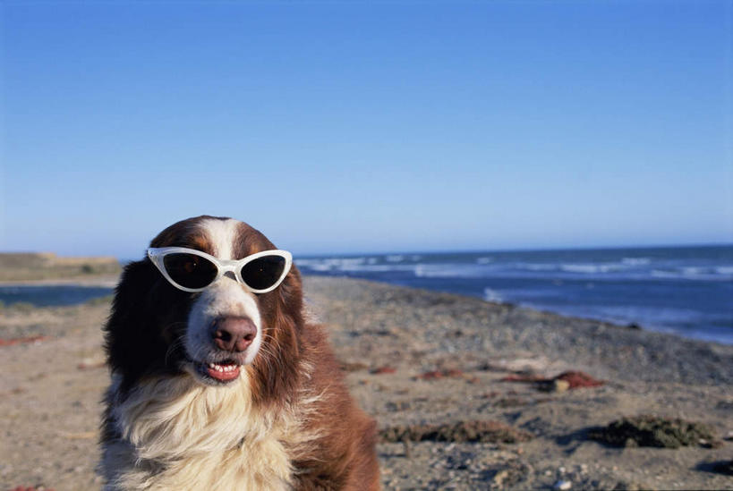 无人,坐,横图,室外,白天,正面,海浪,海洋,沙滩,宠物,狗,阴影,反射,墨镜,沙子,眼镜,影子,海岸,浪花,沙地,注视,一只,蓝色,蓝天,天空,海水,动物,太阳镜,太阳眼镜,天,观察,看,张嘴,遮阳镜,可爱,晴朗,观看,察看,伯恩山犬,关注,张大嘴巴,海景,忠诚,万里无云,伯尔尼兹山地犬,伯尼尔森嫩猎犬,伯尼塞牧牛犬,大海,风浪,海,海水的波动,海滩,近岸浪,涌浪,晴空,晴空万里,张开嘴,犬,坐着,半身,彩图