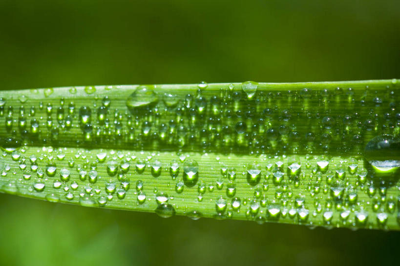 无人,横图,室外,特写,白天,正面,水,露水,叶子,朦胧,模糊,透明,液体,水滴,绿叶,水珠,露珠,嫩叶,生机,剔透,灵动,通明,叶,叶片,彩图,晶莹