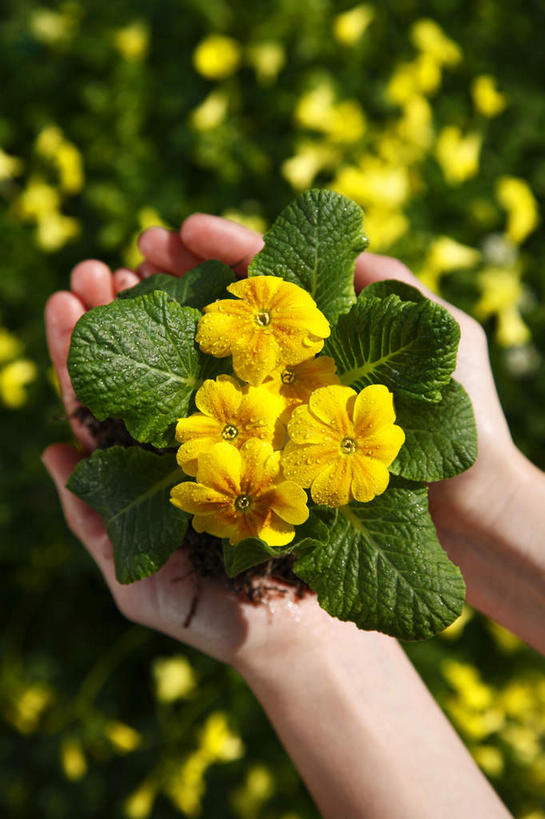 西方人,手,一个人,捧,竖图,俯视,室外,特写,白天,花海,花圃,植物,报春花,叶子,欧洲,欧洲人,双手,仅一个年轻女性,仅一个女性,仅一个人,许多,阴影,朦胧,模糊,盛开,光线,影子,绿叶,花蕾,花,花瓣,花朵,花卉,鲜花,黄色,绿色,阳光,花丛,花束,花田,花苞,花蕊,手部,嫩叶,成熟,青春,盼望,樱草,德国报春,德国报春花,欧洲报春花,欧洲樱草,西洋樱草,孤寂,年景花,四季报春,年轻女性,女人,女性,白种人,叶,叶片,端,端着,捧着,手捧,半身,彩图,高角度拍摄