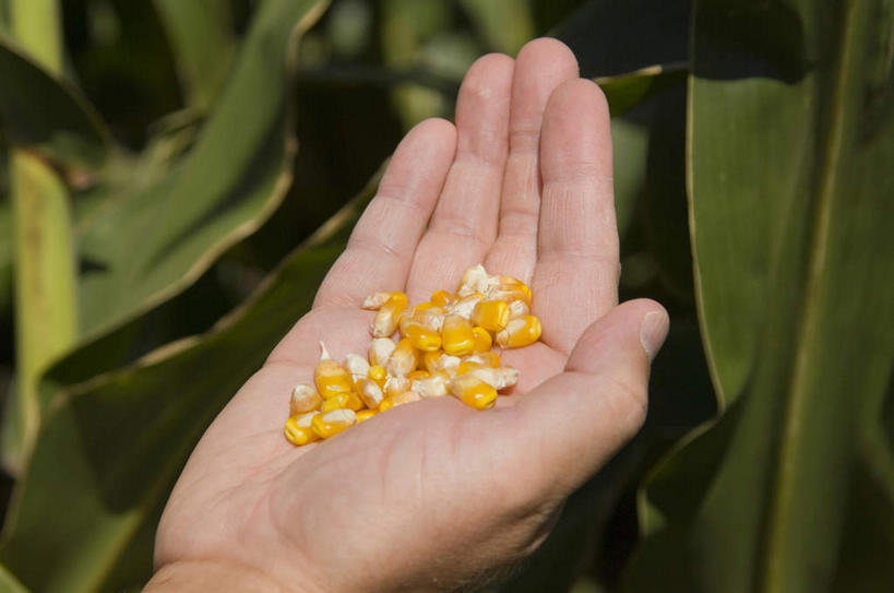 西方人,手,一个人,农民,横图,俯视,室外,特写,白天,玉米,蔬菜,叶子,欧洲,欧洲人,仅一个男性,仅一个人,仅一个中年男性,一堆,许多,阴影,堆叠,堆积,朦胧,模糊,新鲜,光线,棒子,影子,玉蜀黍,食品,绿叶,食物,阳光,手部,嫩叶,有机食品,绿色食品,堆,单手,苞米,苞芦,苞谷,包谷,大蜀黍,番麦,薏米包,玉高粱,玉麦,珍珠米,农人,男人,男性,中年男性,白种人,叶,叶片,农夫,半身,彩图,高角度拍摄