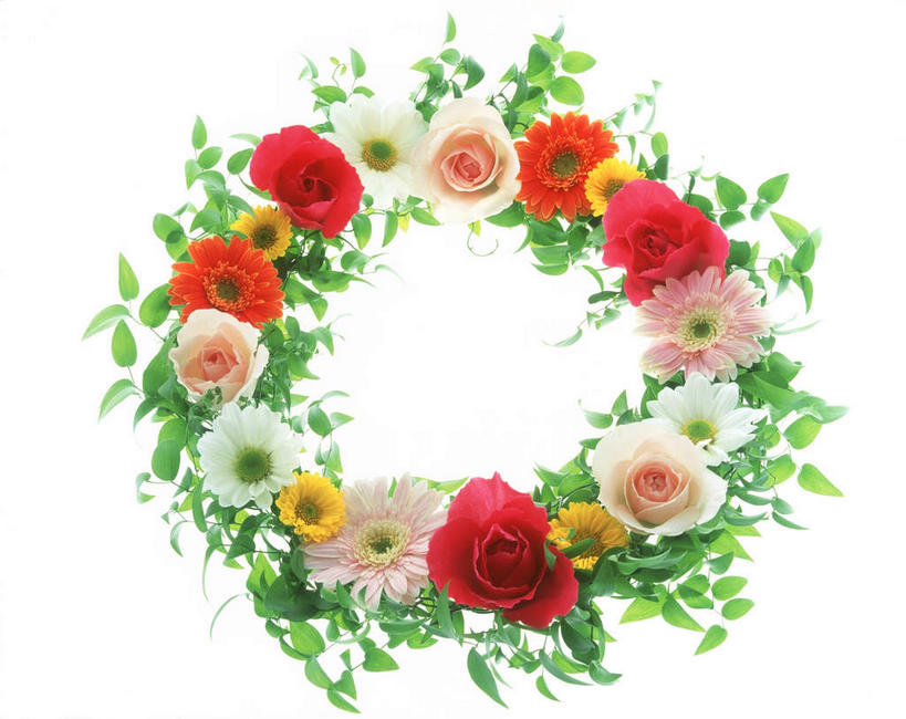 无人,横图,俯视,室内,特写,白天,白色背景,植物,叶子,许多,盘绕,环绕,盛开,围绕,花环,绿叶,环抱,花,花瓣,花朵,花卉,鲜花,黄色,红色,白色,花蕊,嫩叶,菊花,摄影,影棚,缭绕,金光菊,臭菊,黑眼菊,叶,叶片,彩图,高角度拍摄,影棚拍摄,拍摄