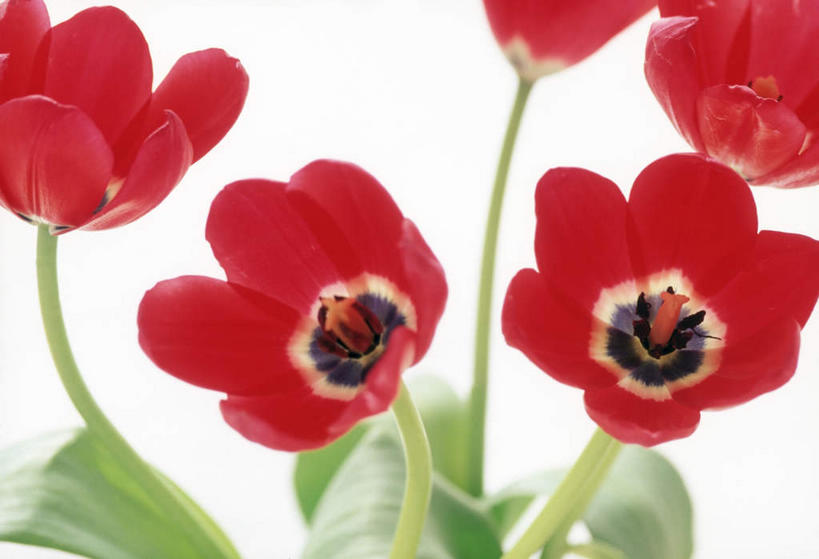 无人,横图,俯视,室内,特写,白天,植物,罂粟,叶子,许多,盛开,绿叶,草药,中药,花,花瓣,花朵,花卉,鲜花,花蕊,嫩叶,毒品,药材,中草药,中药材,本草,止痛,镇静,安眠,红罂粟,叶,叶片,罂粟花,彩图,高角度拍摄