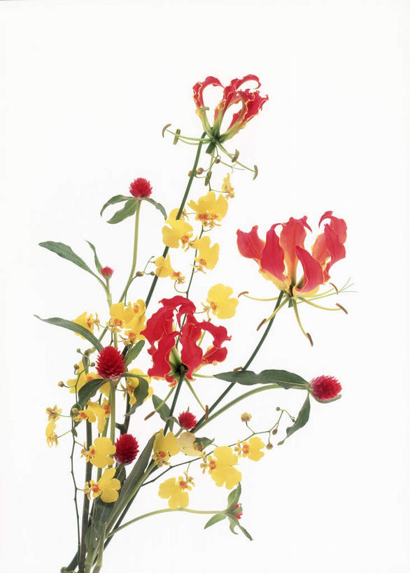 无人,竖图,室内,特写,白天,白色背景,正面,植物,叶子,许多,装饰,盛开,绿叶,花,花瓣,花朵,花卉,鲜花,黄色,红色,花束,花蕊,嫩叶,摄影,影棚,华丽,修饰,嘉兰,点缀,衬托,美观,雅致,雅观,荣耀,荣光,叶,叶片,彩图,影棚拍摄,拍摄,变色兰