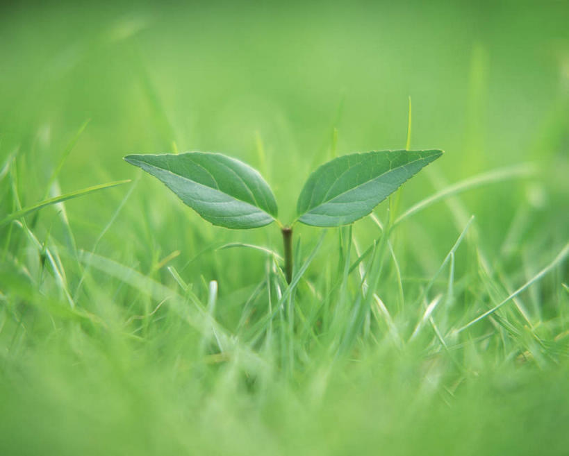 无人,横图,室外,特写,白天,正面,旅游,度假,草地,美景,植物,叶子,两片,环保,朦胧,模糊,纹理,景观,绿叶,嫩苗,娱乐,草,绿色,自然,树苗,享受,休闲,嫩叶,景色,放松,能源,回收,资源,自然风光,利用,低碳,秧苗,循环,肌理,持续,叶,叶片,叶脉,彩图