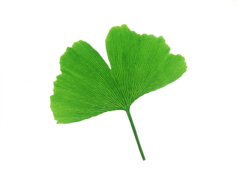 无人,横图,俯视,室内,特写,白天,白色背景,美景,植物,叶子,一片,环保,纹理,景观,绿叶,绿化,绿色,自然,嫩叶,景色,摄影,影棚,能源,环境,回收,资源,自然风光,利用,低碳,循环,肌理,持续,叶,叶片,叶脉,彩图,高角度拍摄,影棚拍摄,拍摄