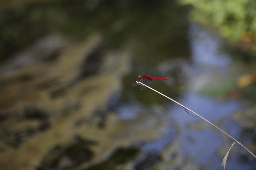 无人,横图,俯视,室外,白天,河流,美景,水,植物,叶子,钓鱼竿,日本,亚洲,一根,蜻蜓,昆虫,河水,景观,水流,水草,绿叶,一只,红色,绿色,白色,自然,动物,嫩叶,景色,生长,成长,宁静,渔具,水藻,自然风光,益虫,东亚,日本国,叶,叶片,钓竿,鱼竿,彩图,高角度拍摄,钓鱼