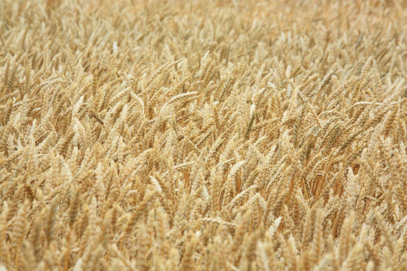 无人,农田,横图,室外,白天,正面,旅游,度假,庄稼,农作物,小麦,美景,北海道,日本,亚洲,景观,谷物,娱乐,自然,享受,休闲,稻谷,稻子,景色,放松,麦子,自然风光,东亚,日本国,北海道地方,北海道岛,美瑛町,美瑛,彩图,耕地,庄稼田