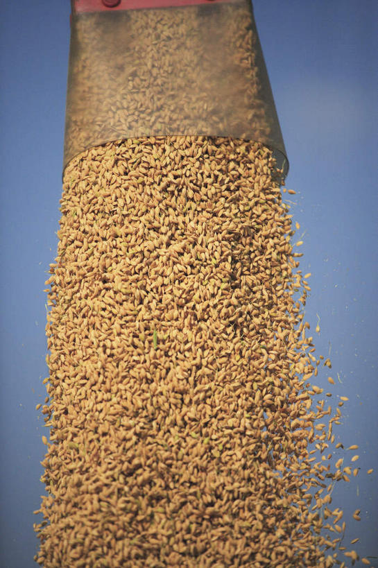 无人,竖图,室外,白天,正面,旅游,度假,收割,美景,日本,亚洲,一堆,许多,堆叠,堆积,工具,景观,云,云朵,谷类,谷物,米,粮食,云彩,娱乐,大米,蓝色,白云,蓝天,天空,自然,天,享受,休闲,景色,放松,晴朗,堆,自然风光,收割机,东亚,农具,本州,本州岛,日本国,近畿地方,近畿,滋贺,滋贺县,食粮,脱粒,晴空,彩图