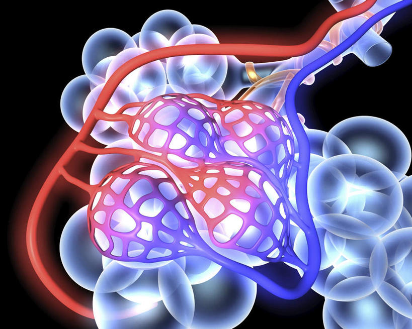 内脏,动脉,静脉,血管,无人,横图,插画,室内,白天,正面,数码,科技,一堆,连接,阴影,堆叠,堆积,黑色背景,组合,网络,高光,几何,计算机图形,合成,图画,画,红色,紫色,模型,堆,链接,电脑合成图,数码合成图,人体器官,紧固,器官,拼接,拼凑,漫画,写实,具体,具象,拼合,凑集,聚合,撮合,链结,牢固,呼吸系统,肺泡,彩图