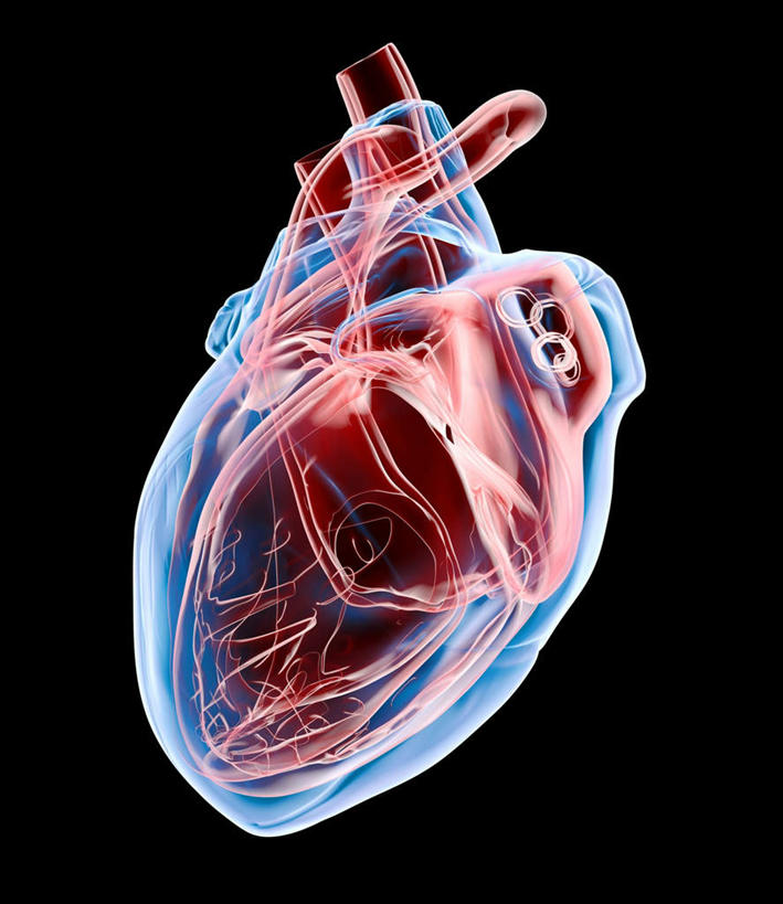 内脏,心脏,动脉,静脉,无人,交叉,竖图,插画,室内,白天,正面,数码,科技,静物,连接,盘绕,阴影,黑色背景,组合,环绕,围绕,透明,反射,网络,包裹,线条,影子,高光,几何,计算机图形,合成,图画,环抱,画,交错,一个,红色,蓝色,模型,垂直,人体,缭绕,单个,链接,交织,电脑合成图,数码合成图,生物学,紧固,器官,拼接,拼凑,漫画,心血管,心房,心室,生理学,写实,具体,具象,拼合,凑集,聚合,撮合,链结,牢固,穿插,庞杂,紊乱,错乱,心,彩图