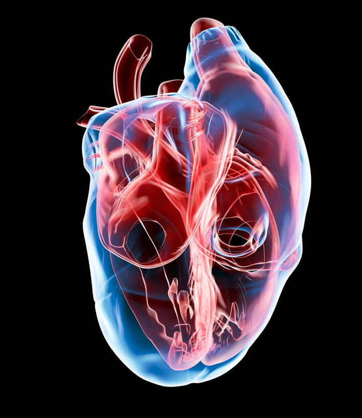 内脏,心脏,动脉,静脉,无人,交叉,竖图,插画,室内,白天,正面,数码,科技,静物,连接,盘绕,阴影,黑色背景,组合,环绕,围绕,透明,反射,网络,包裹,线条,影子,高光,几何,计算机图形,合成,图画,环抱,画,交错,一个,红色,蓝色,模型,垂直,人体,缭绕,单个,链接,交织,电脑合成图,数码合成图,生物学,紧固,器官,拼接,拼凑,漫画,心血管,心房,心室,生理学,写实,具体,具象,拼合,凑集,聚合,撮合,链结,牢固,穿插,庞杂,紊乱,错乱,心,彩图