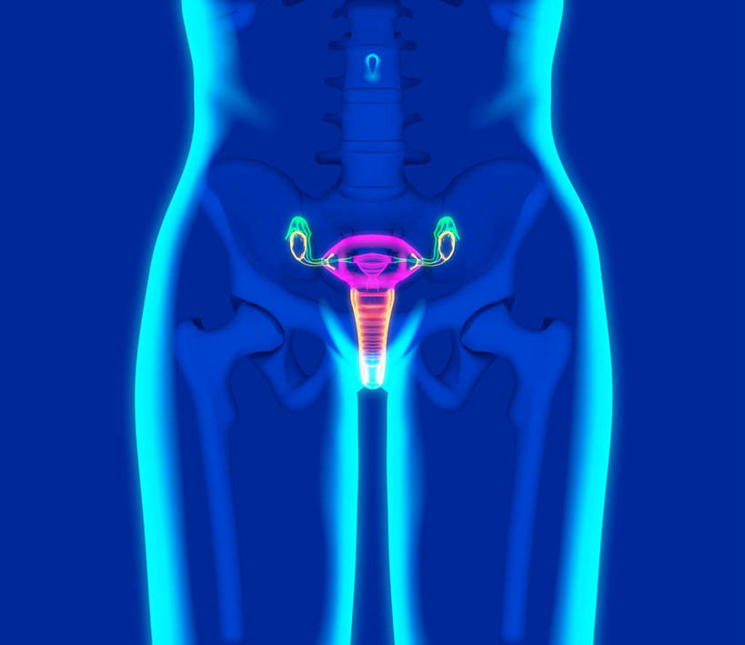 内脏,动脉,静脉,子宫,阴道,无人,横图,插画,室内,特写,白天,正面,数码,科技,静物,阴影,蓝色背景,网络,医学,线条,高光,几何,计算机图形,合成,图画,画,模型,人体,繁衍,轮廓,电脑合成图,数码合成图,生物学,器官,繁殖,漫画,生理学,写实,具体,具象,女性生殖器官,女性,彩图,生殖器官