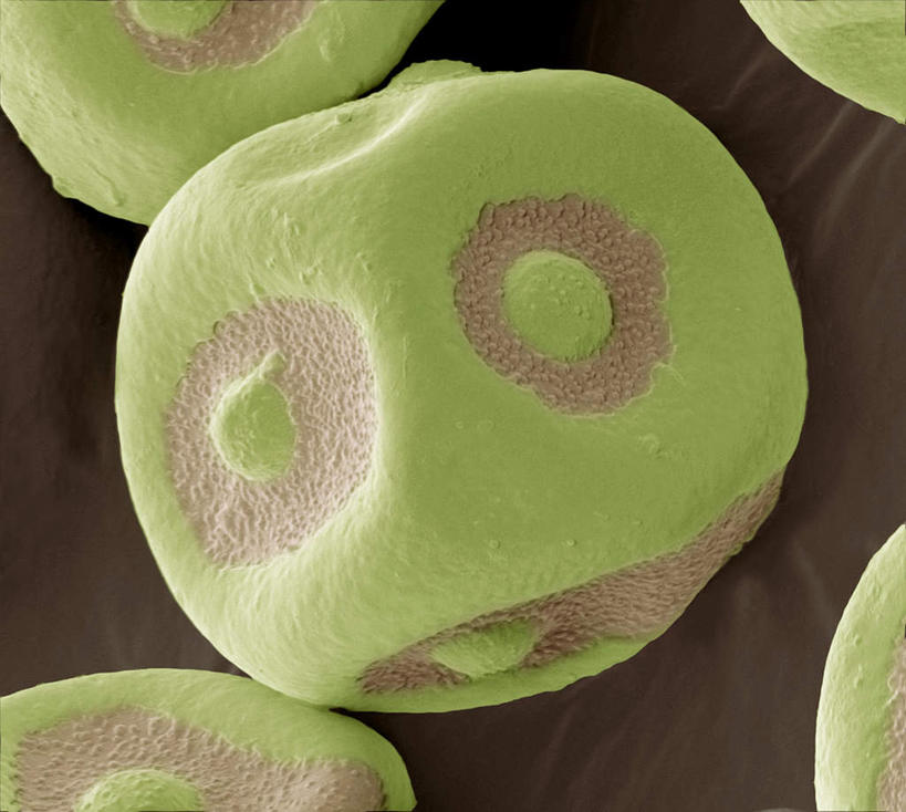 无人,横图,插画,室内,特写,白天,正面,数码,仪器,科技,阴影,检查,反射,分析,科学,网络,显微镜,高光,几何,计算机图形,合成,图画,画,绿色,观察,清晰,探索,放大,观看,仔细,电脑合成图,数码合成图,透镜,凸透镜,聚焦,关注,漫画,花粉,写实,具体,具象,光学,清楚,电镜,醋栗,彩图