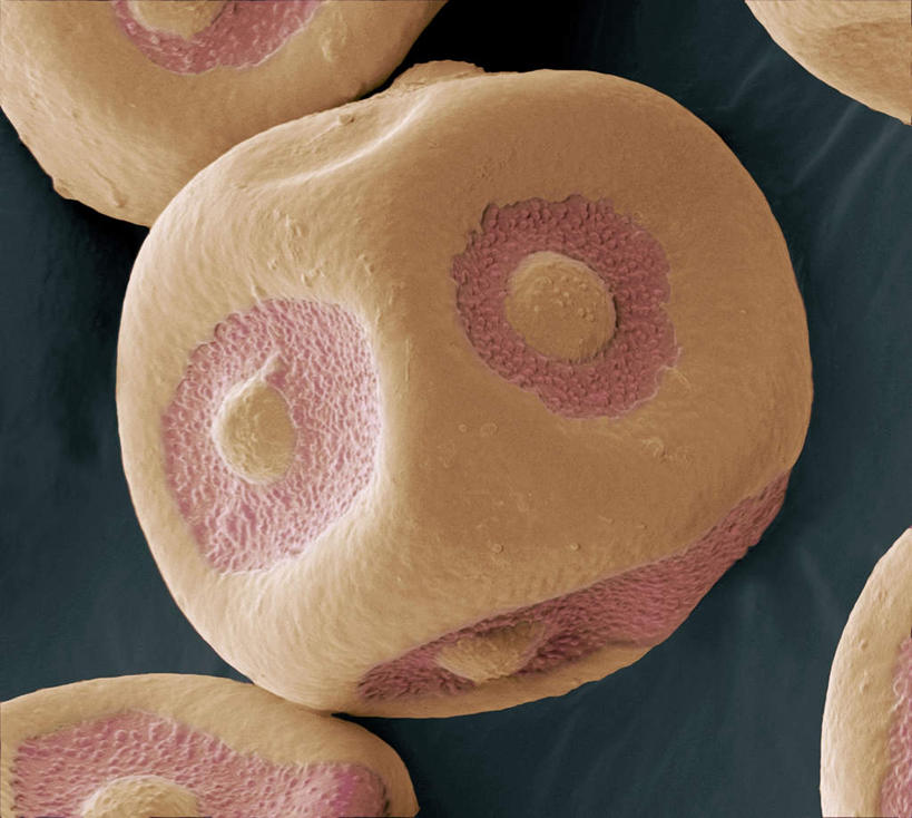 无人,横图,插画,室内,特写,白天,正面,数码,仪器,科技,阴影,检查,反射,分析,科学,网络,显微镜,高光,几何,计算机图形,合成,图画,画,红色,观察,清晰,探索,放大,观看,仔细,电脑合成图,数码合成图,透镜,凸透镜,聚焦,关注,漫画,花粉,写实,具体,具象,光学,清楚,电镜,醋栗,彩图