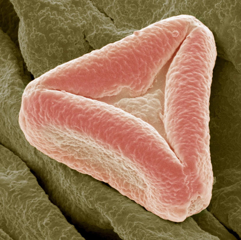 无人,横图,室内,特写,白天,正面,爱情,幸福,数码,科技,阴影,形状,网络,三角形,粉红色,粉红,高光,几何,计算机图形,浪漫,合成,一个,粉色,健康,可爱,活泼,褐色背景,单个,青春,满足,电脑合成图,数码合成图,甜美,时髦,温柔,花粉,收缩,纯真,写实,具体,具象,形态,外形,彩图