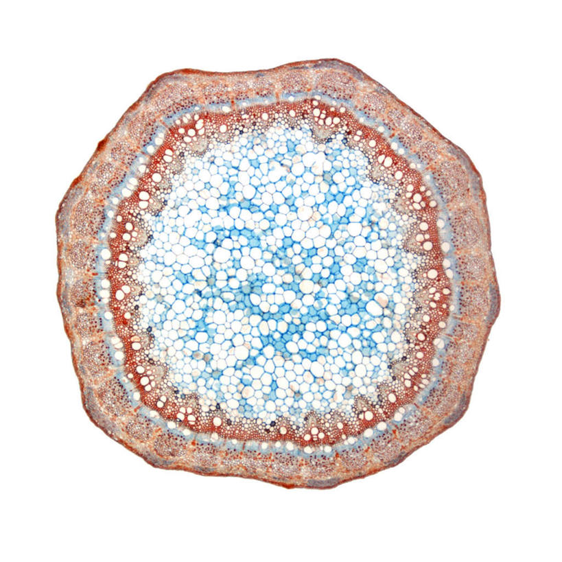 无人,方图,室内,特写,白天,白色背景,正面,数码,科技,许多,阴影,围绕,网络,圆形,圆点,很多,高光,几何,计算机图形,合成,排列,一个,包围,葡萄干,单个,电脑合成图,数码合成图,写实,具体,具象,摆列,彩图,布列,分列