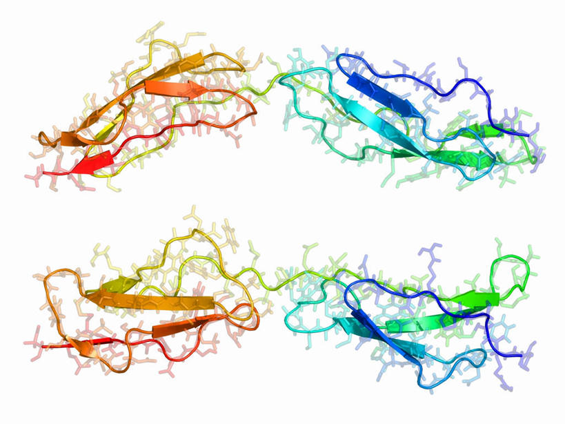 无人,横图,彩色,插画,室内,白天,白色背景,正面,数码,分子,科技,微生物,阴影,曲折,弯曲,网络,化学,医学,高光,几何,计算机图形,合成,图画,画,生物,蜿蜒,五颜六色,色彩斑斓,电脑合成图,数码合成图,医疗,病毒,生物学,合成图,原子,五彩缤纷,漫画,粒子,写实,具体,具象,五彩斑斓,寄生,生命体,生物病毒,痘病毒,五光十色,螺旋状,彩图,螺旋形,螺旋形状,螺旋型,痘苗病毒