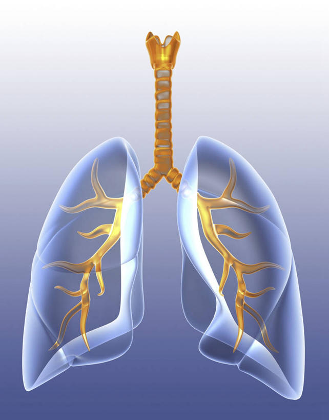 内脏,肺,动脉,静脉,无人,竖图,插画,室内,白天,正面,数码,科技,阴影,蓝色背景,科学,网络,医学,高光,几何,计算机图形,系统,合成,图画,画,黄色,蓝色,人体,电脑合成图,数码合成图,生物学,人体器官,器官,合成图,呼吸,漫画,写实,具体,具象,呼吸系统,自然科学,博物学,生物科学,肺部,肺脏,彩图,吐故纳新,气体交换