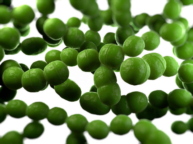 无人,横图,插画,室内,白天,白色背景,正面,数码,科技,微生物,许多,阴影,新鲜,环绕,缠绕,网络,细菌,图形,高光,几何,计算机图形,合成,图画,画,绿色,球体,生物,巨大,庞大,青春,复杂,电脑合成图,数码合成图,生命,合成图,数学,和平,纠缠,安详,漫画,写实,具体,具象,生命体,链球菌,乳杆菌,冷色,繁杂,宏大,彩图,几何图形,立体几何,立体图形,原核生物